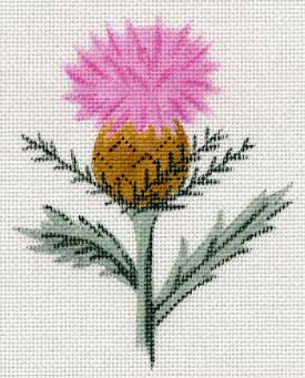#150213 -- Single Thistle