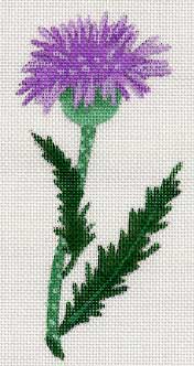 #150226 -- Thistle